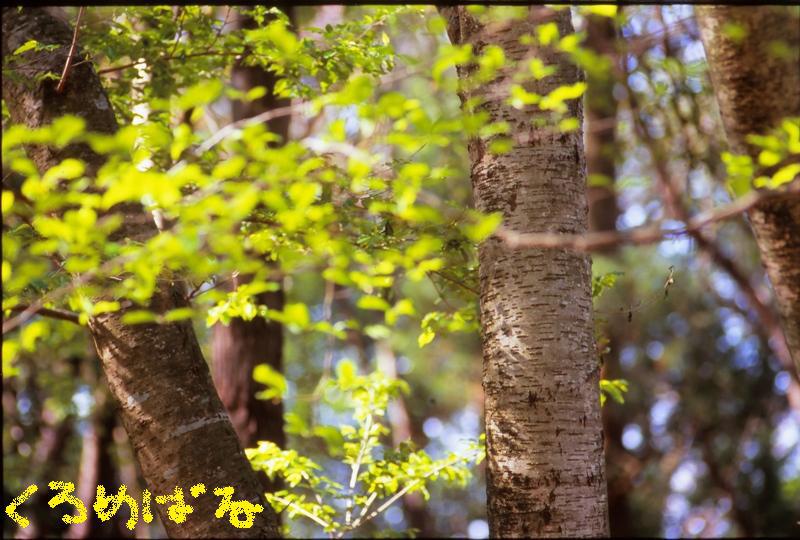 爽やかな森の朝１