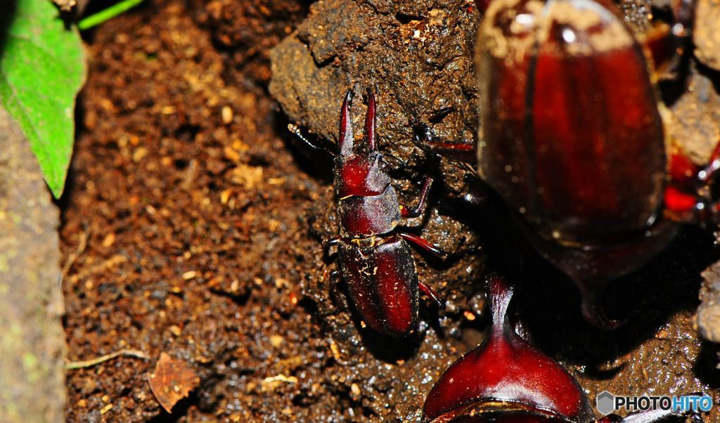 クヌギクラブ34