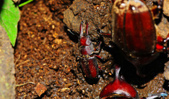 クヌギクラブ34