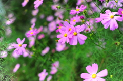 コスモス満開！