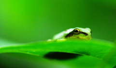 ケロケロ～カエル