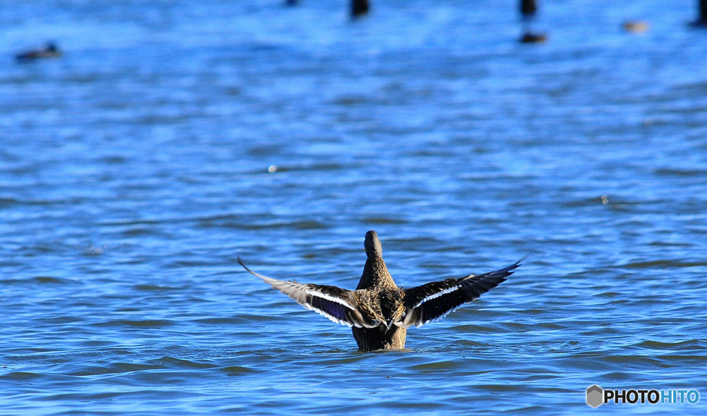 白鳥の湖2