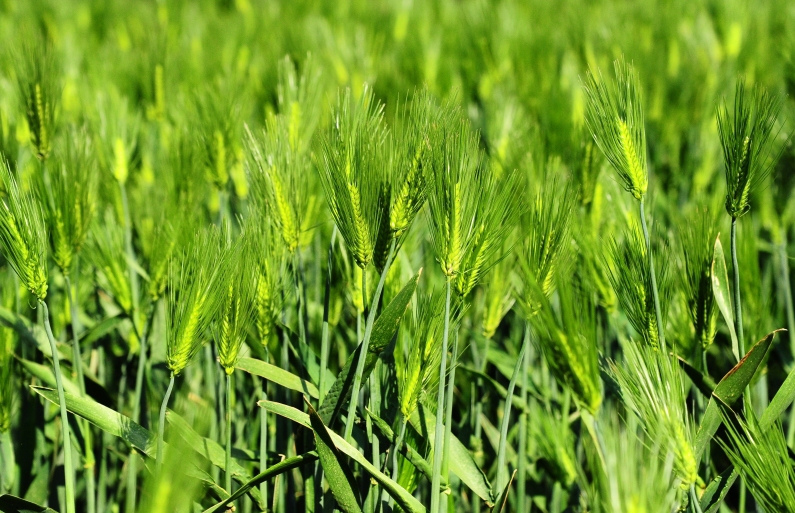 麦も青々と