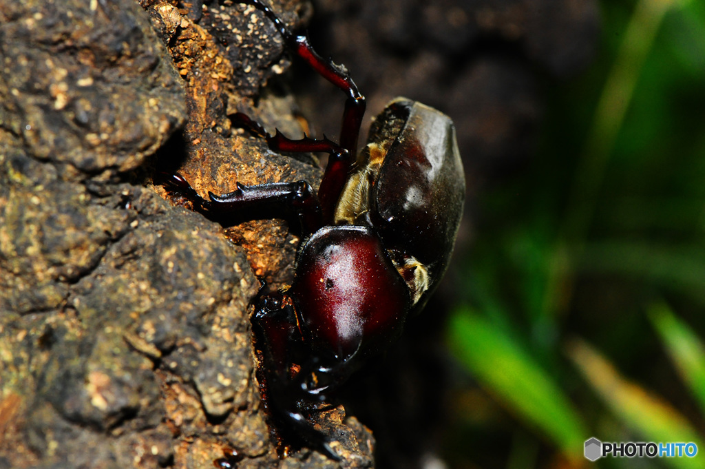 クヌギクラブ35