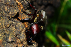 クヌギクラブ35