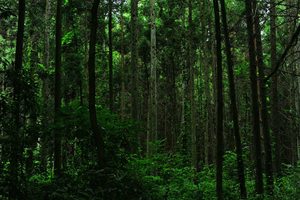 ヒグラシの鳴く森５