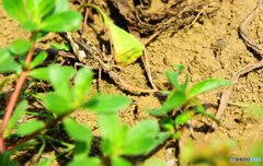 フィールドクラブ24