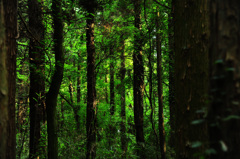 ヒグラシの鳴く森