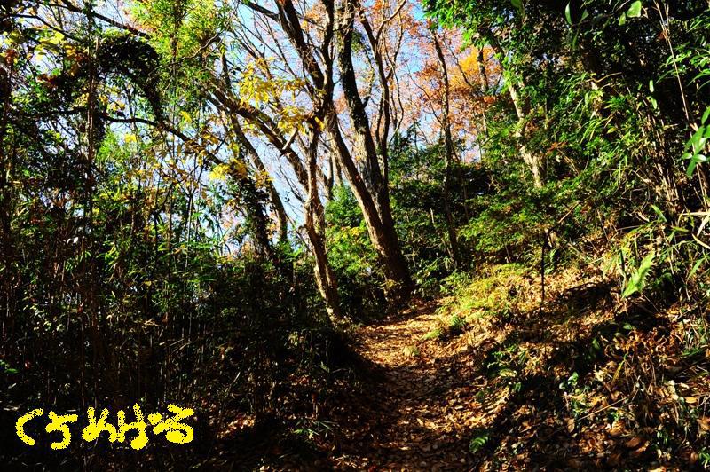 落葉の散歩道１