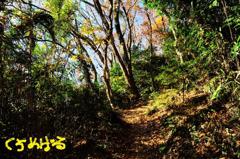 落葉の散歩道１