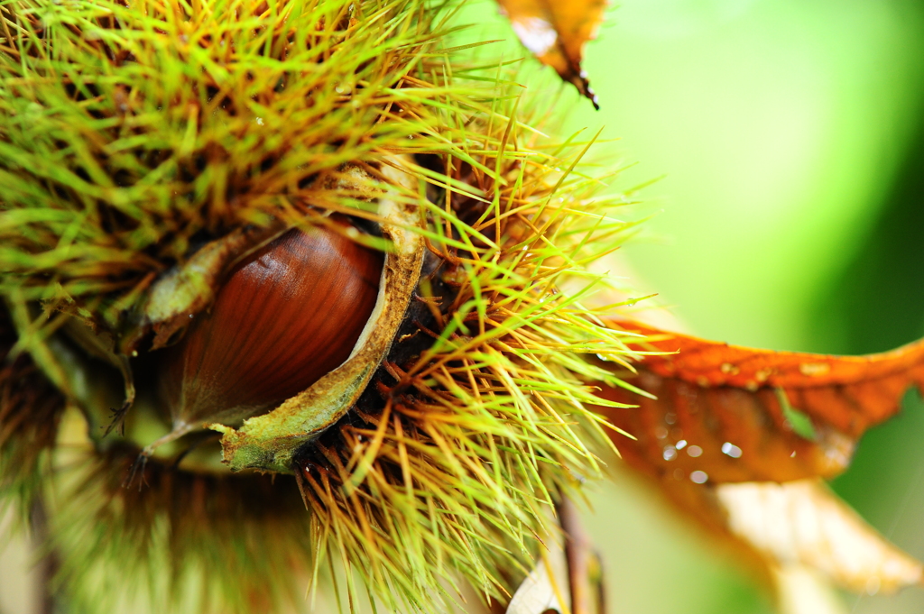 雨上がりの栗林３