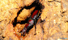 クヌギクラブ26