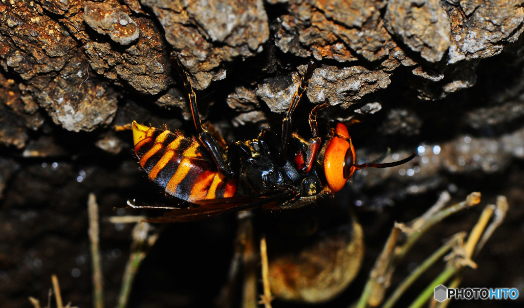 クヌギクラブ35