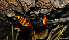 クヌギクラブ35