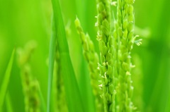 稲穂も実り始めた