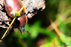 クヌギクラブ30