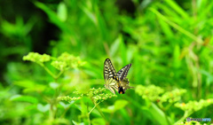 フィールドクラブ15