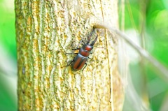 静かなのこぎりクワガタ