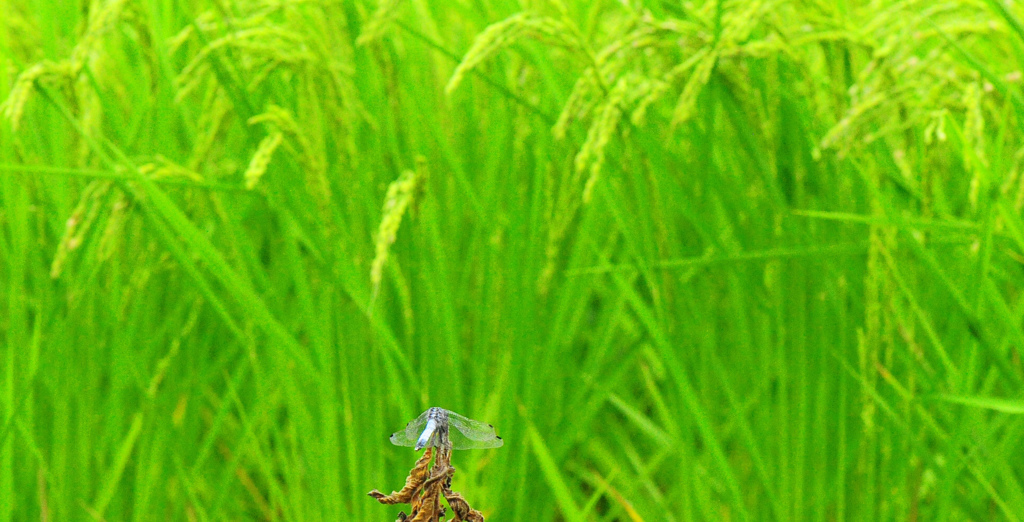 実りの秋