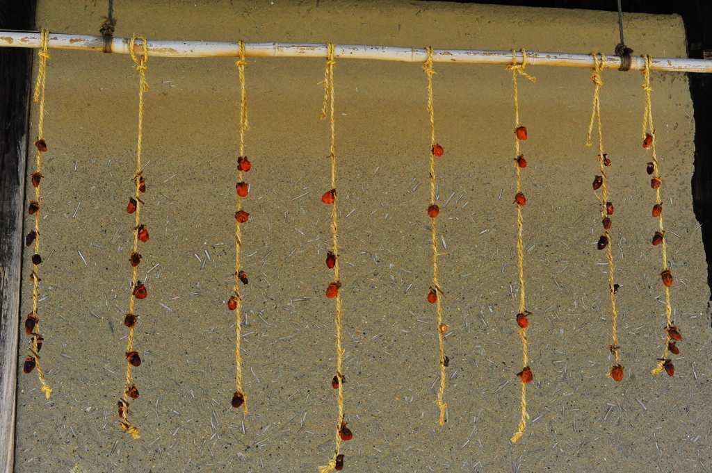 古民家の干し柿