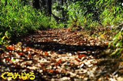 落葉の散歩道３