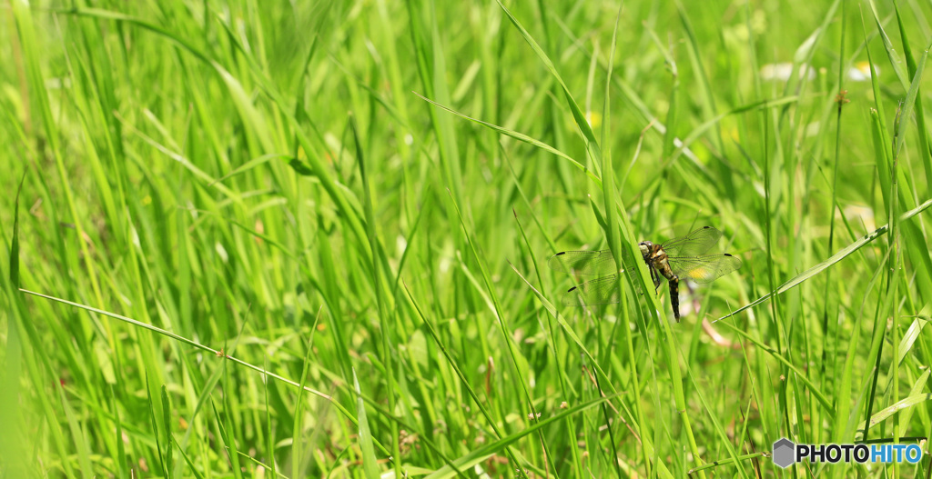 フォレストクラブ201