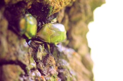 カナブン食事中