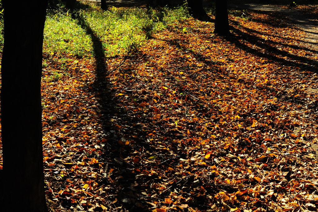 晩秋の光と影