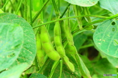 フィールドクラブ16