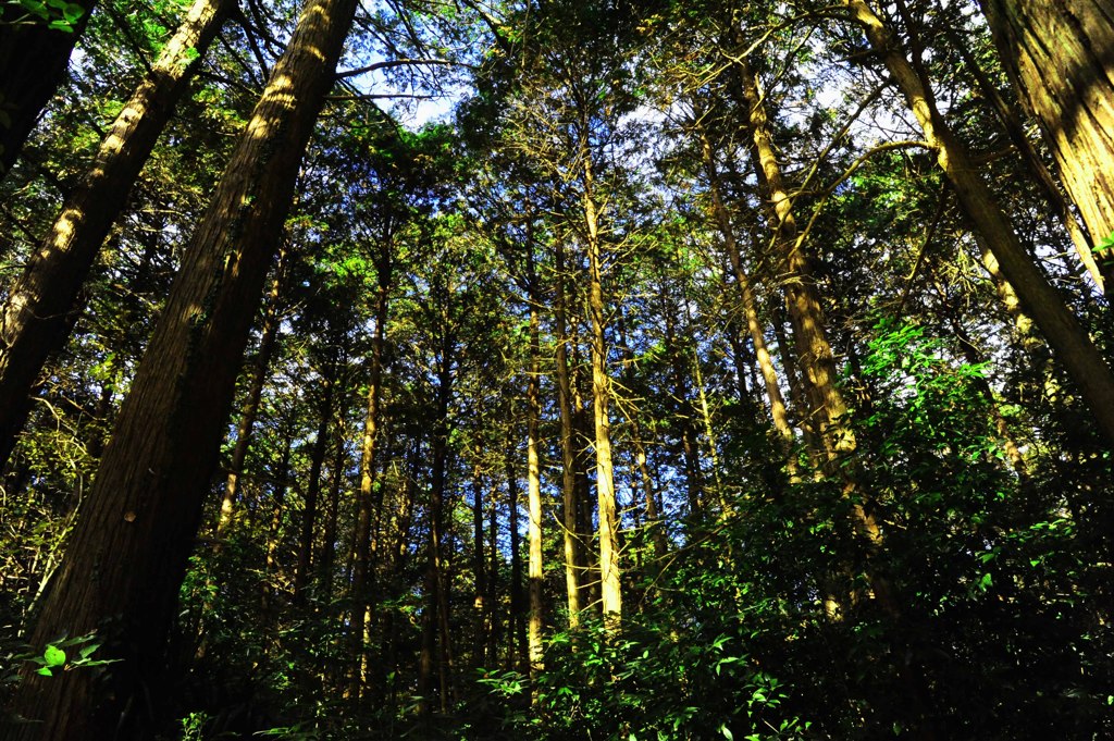 小鳥の鳴き声と