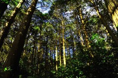 小鳥の鳴き声と