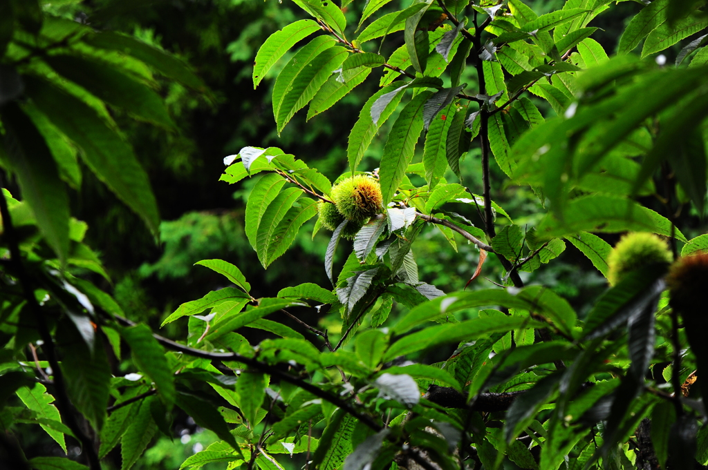 雨上がりの栗林