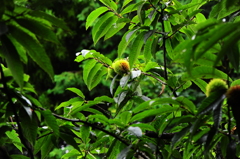 雨上がりの栗林