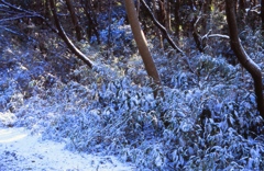 森の雪２