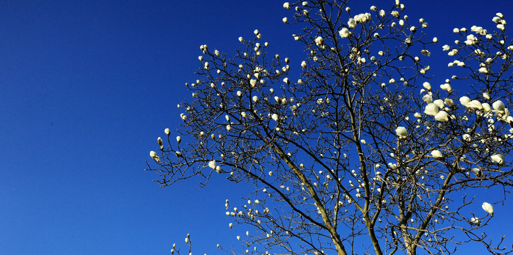 青空とモクレン