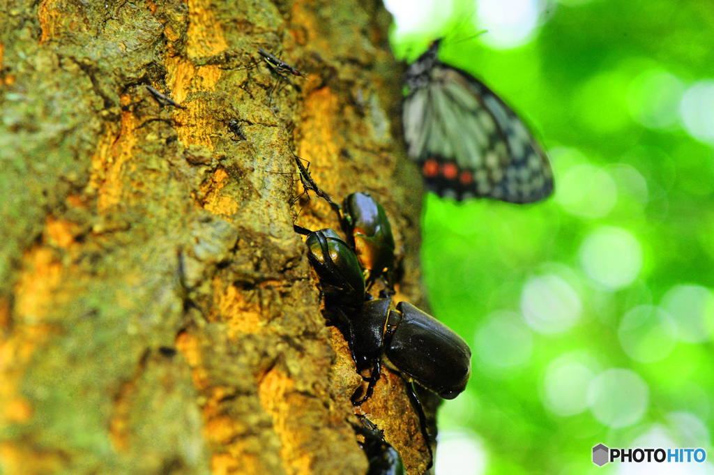 クヌギクラブ27