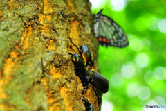 クヌギクラブ27