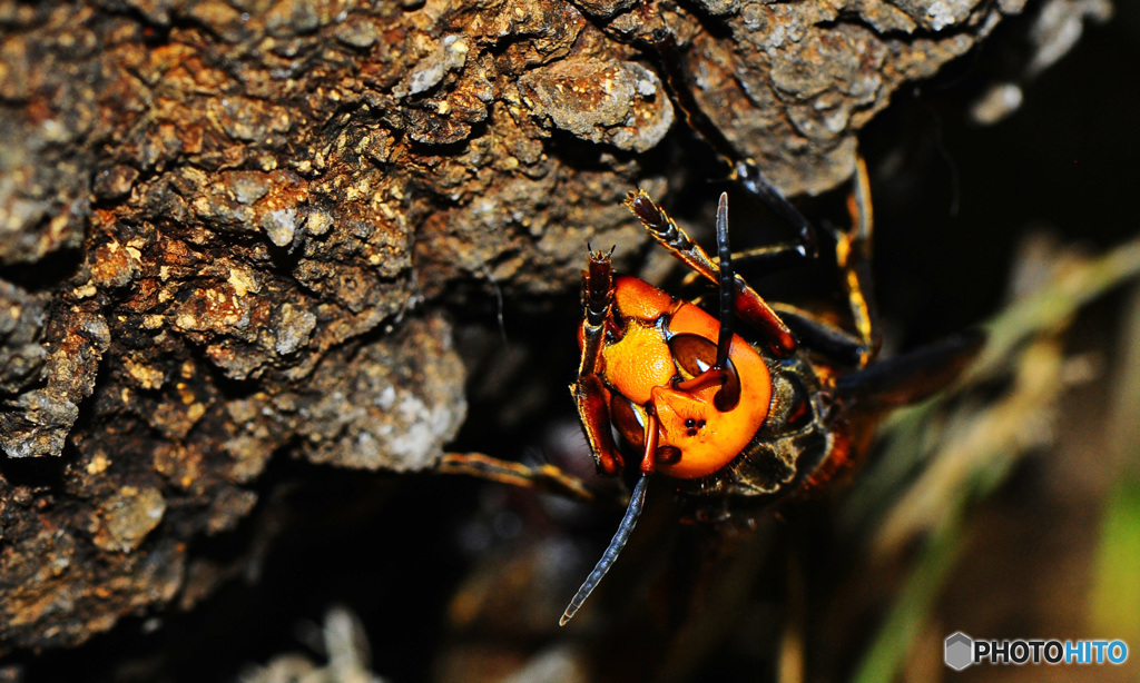 クヌギクラブ36