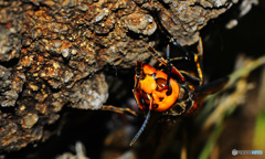 クヌギクラブ36