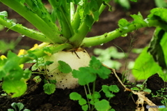 冬野菜