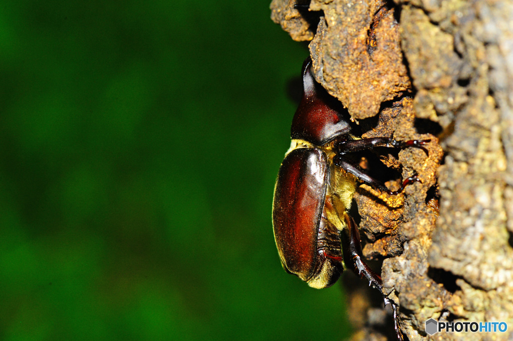 クヌギクラブ25