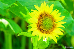 フィールドクラブ22