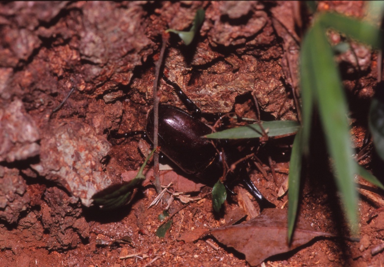 只今熟睡中・F6