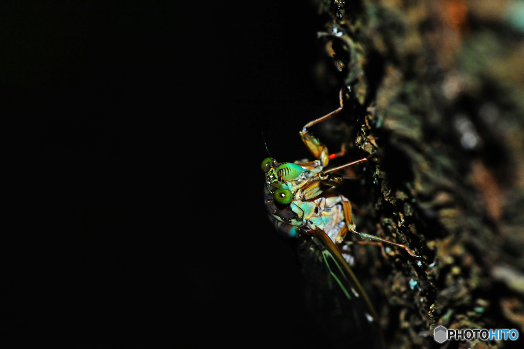 フォレストクラブ8