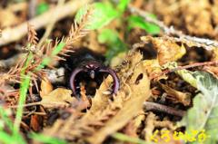 迫力のオオツノ