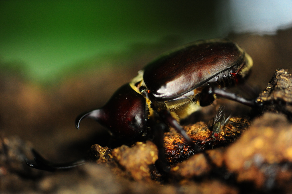 誰にも邪魔はさせない！