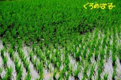 春の田園風景２