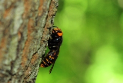 スズメバチも食事中