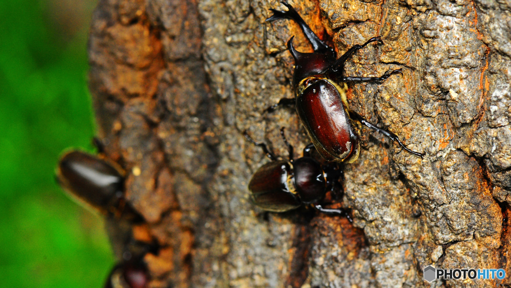 クヌギクラブ27