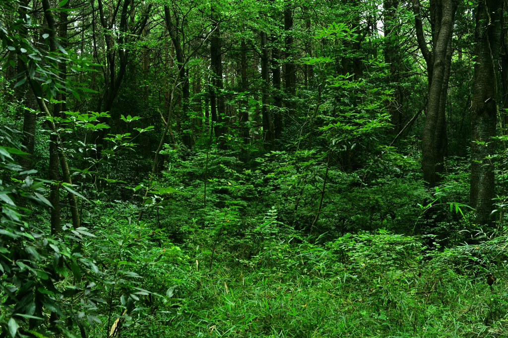 ヒグラシの鳴く森４